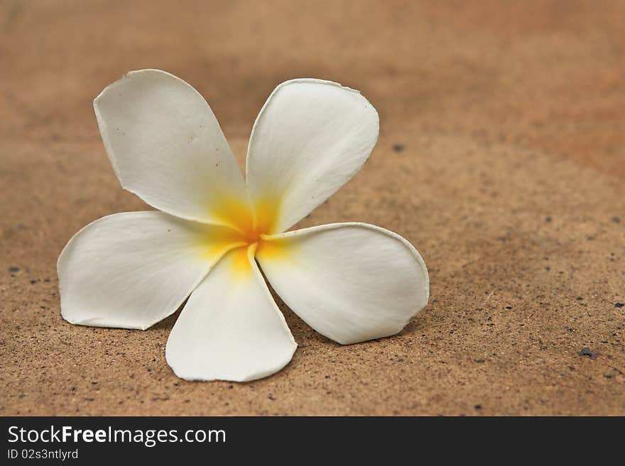 White tropical flower on ground. White tropical flower on ground