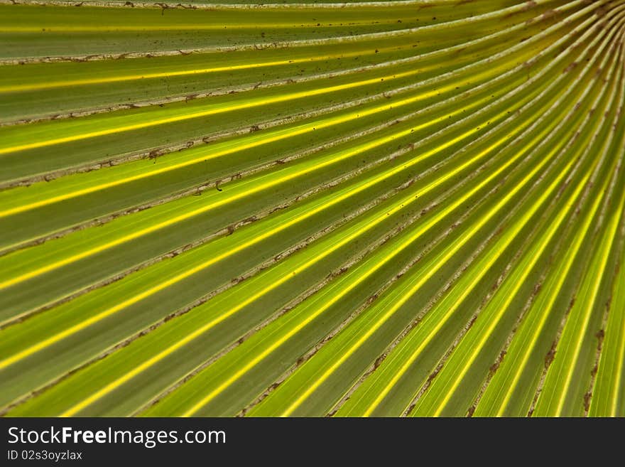 Line on tropical palm leaf. Line on tropical palm leaf