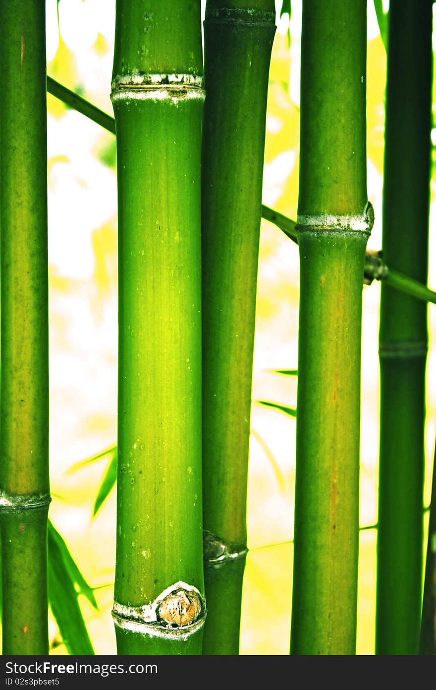 Bamboo