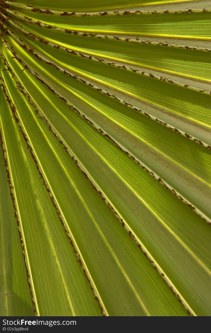 Line on tropical palm leaf. Line on tropical palm leaf