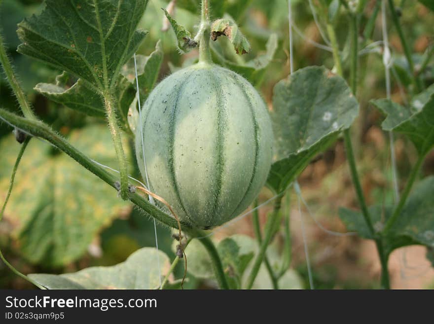 Close up photography of pumpkin in the garden