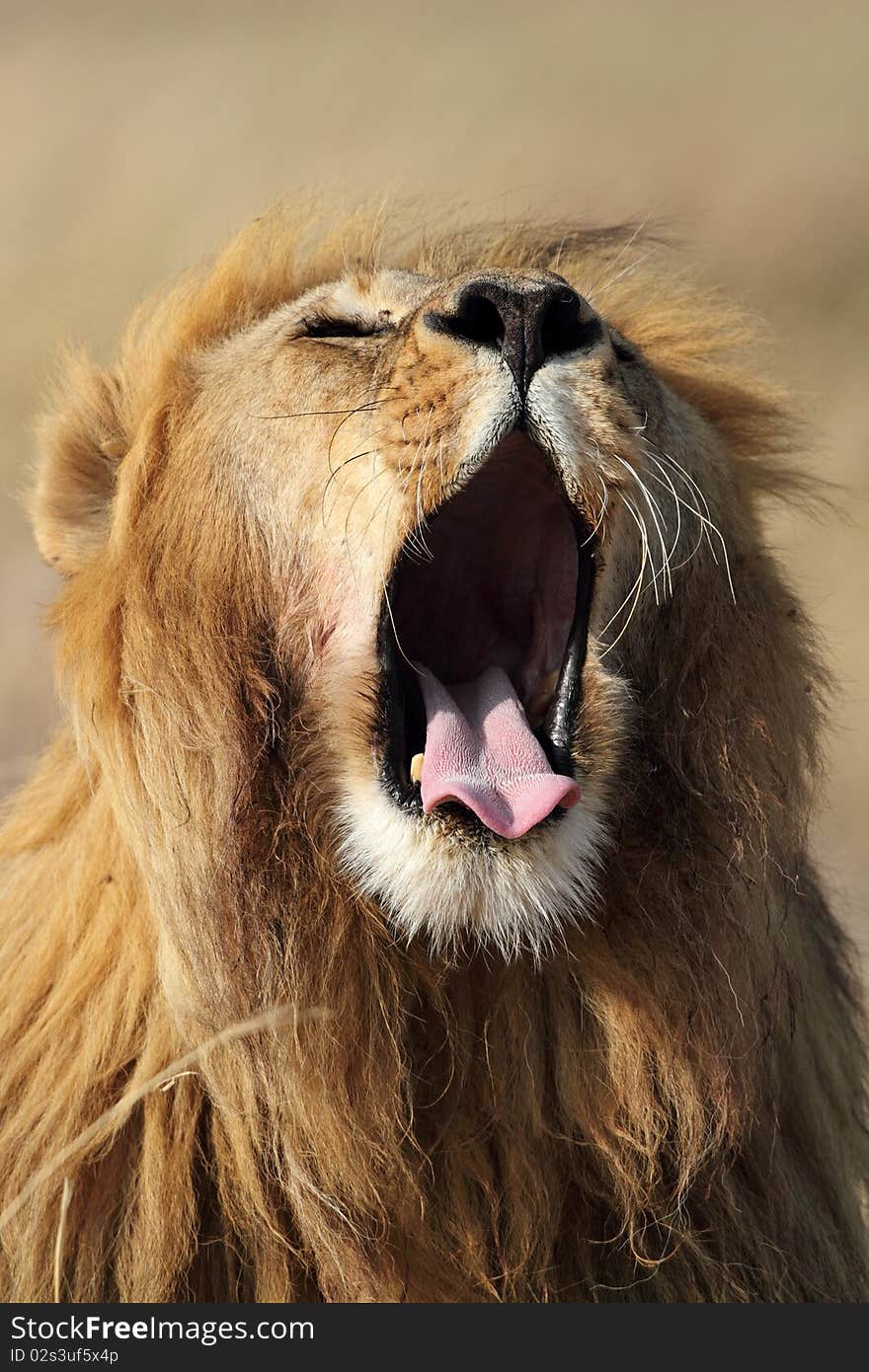 Lion male yawning, Serengeti