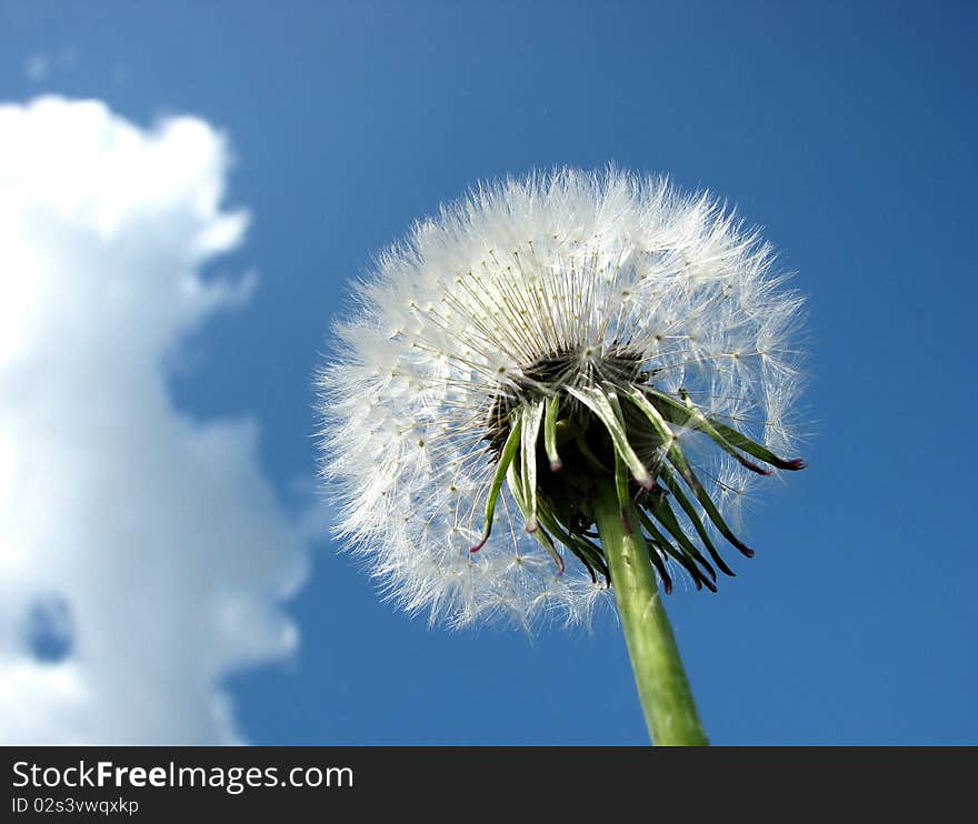 Dandelion against the sky