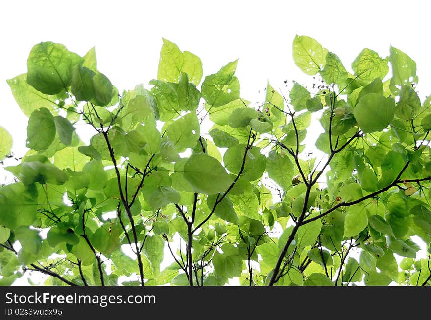 Abstract leafs on a tree isolated on white background with copyspace. Abstract leafs on a tree isolated on white background with copyspace