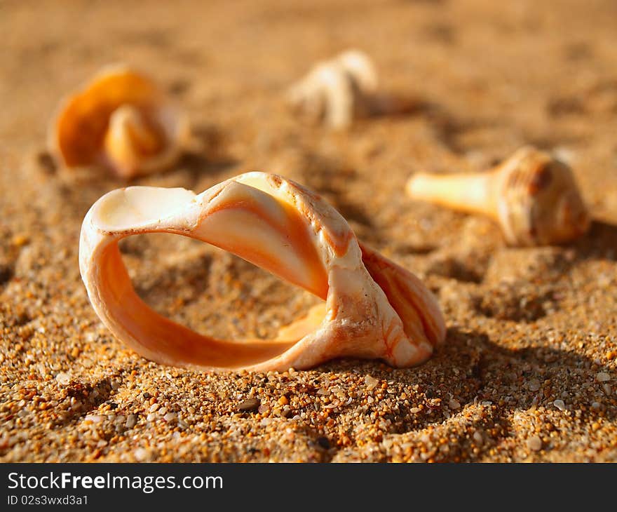 Composition of some old seashells on the yellow sand. Composition of some old seashells on the yellow sand