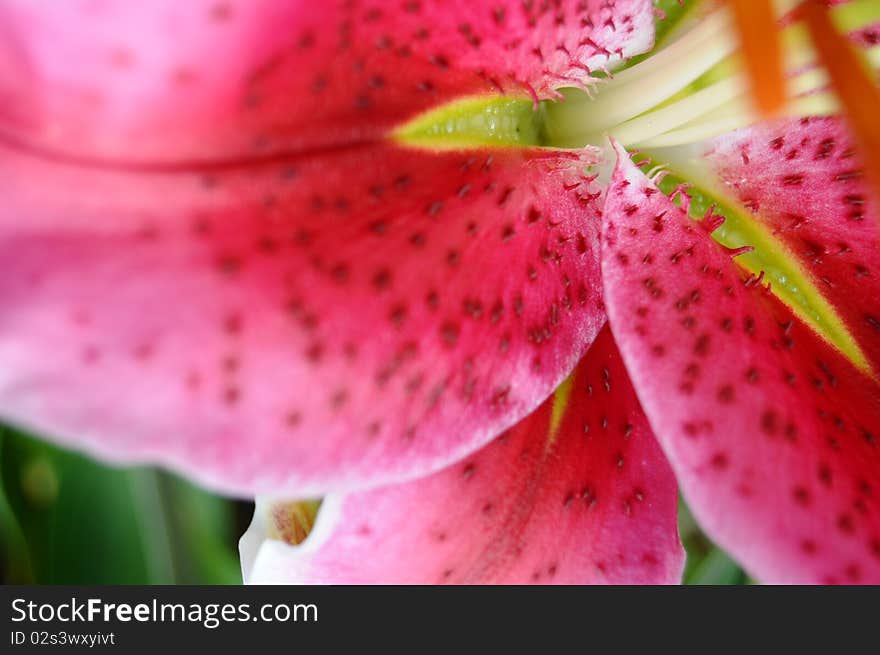 Pink Stargazer Lilly Flower