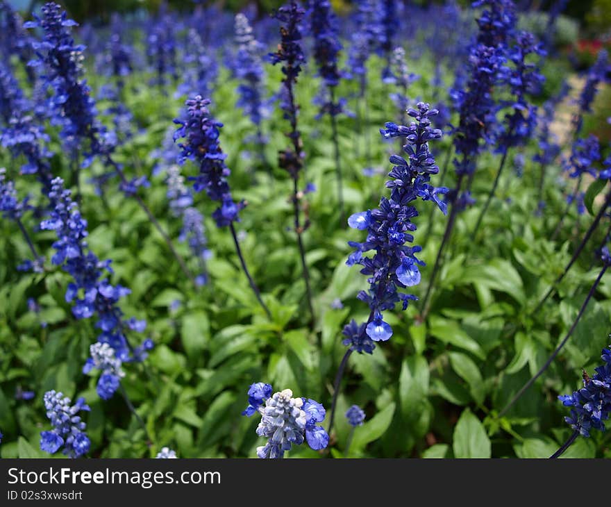 The Lavender In Taitung