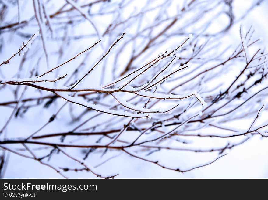 Winter icy branch outdoor in snowy park. Winter icy branch outdoor in snowy park