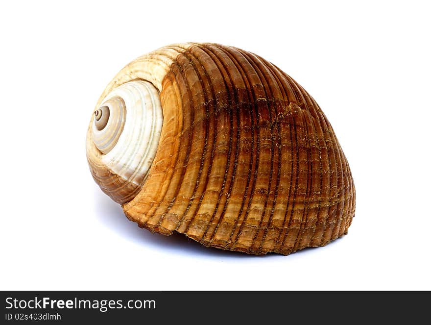 Side view of shell isolated on white background. Side view of shell isolated on white background