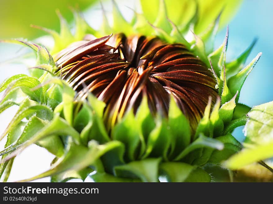 Covered Sunflower closeup on the sun