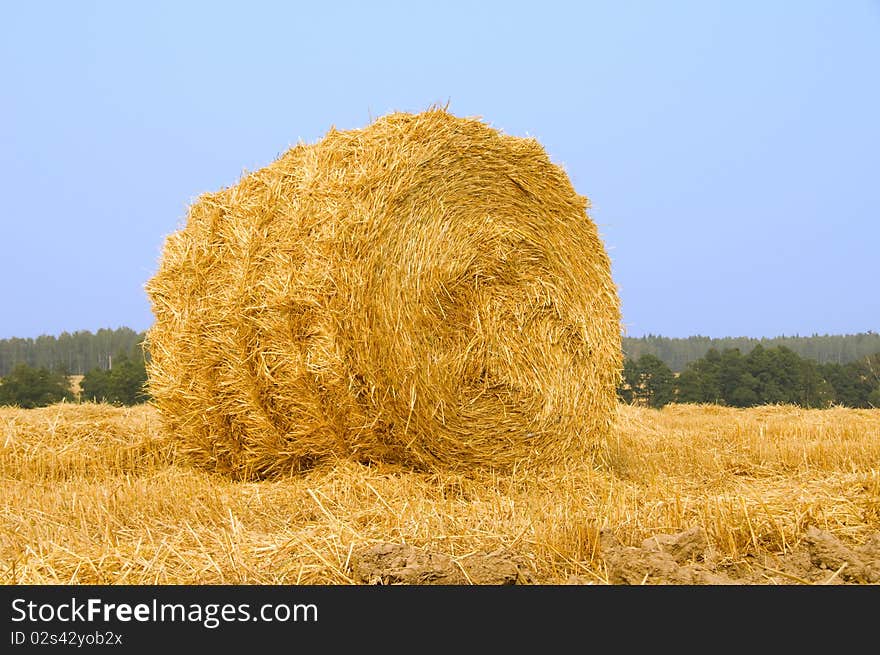 Meadow of hay bales under blue sky