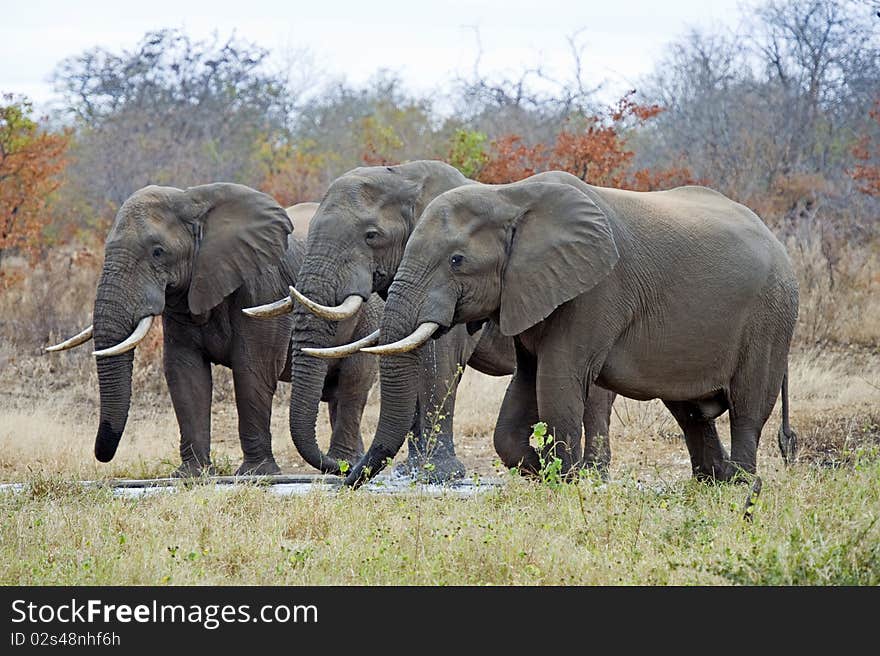 Elephant Trio