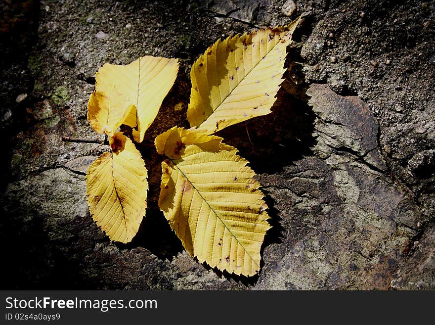 Yellow leaf in shadow on the rock black ground.