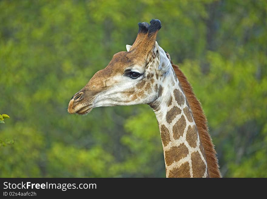 Giraffe Portrait