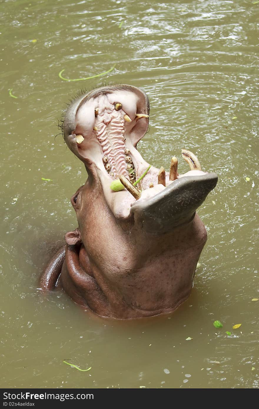 Hippopotamus