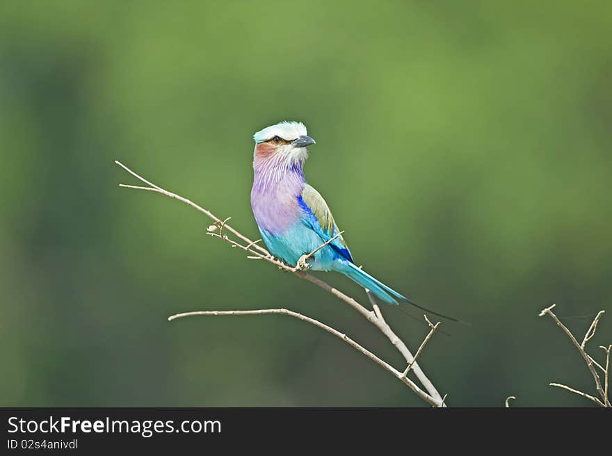 A beautiful bird named a Lilacbreasted Roller