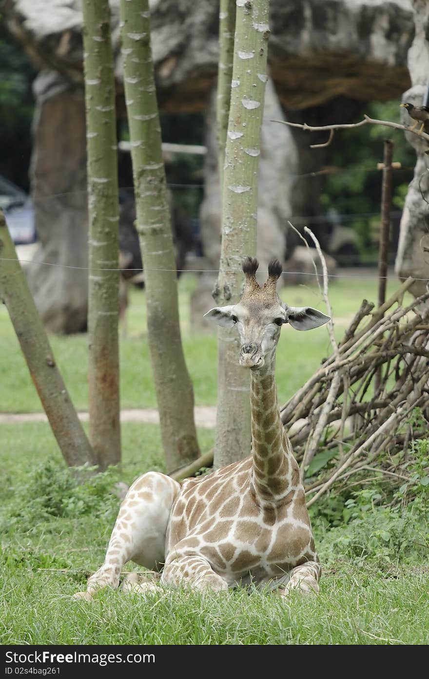 Relaxing Young Giraffe