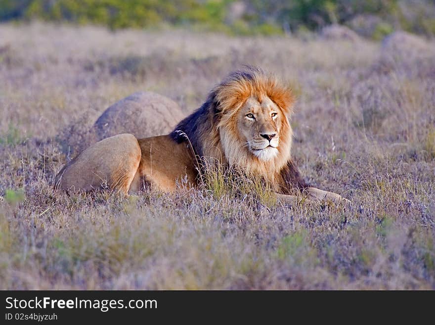 Proud male Lion