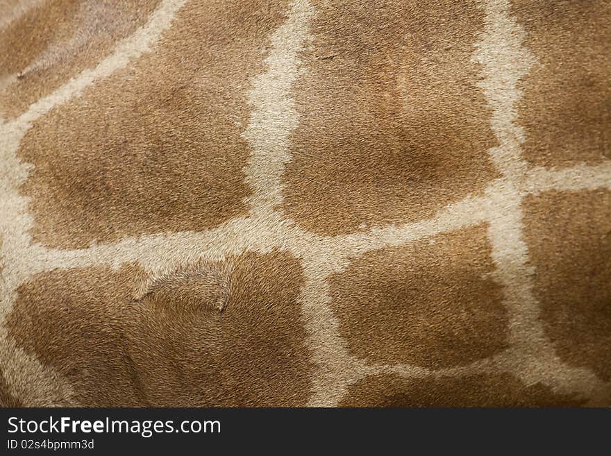 Young giraffe skin background/texture