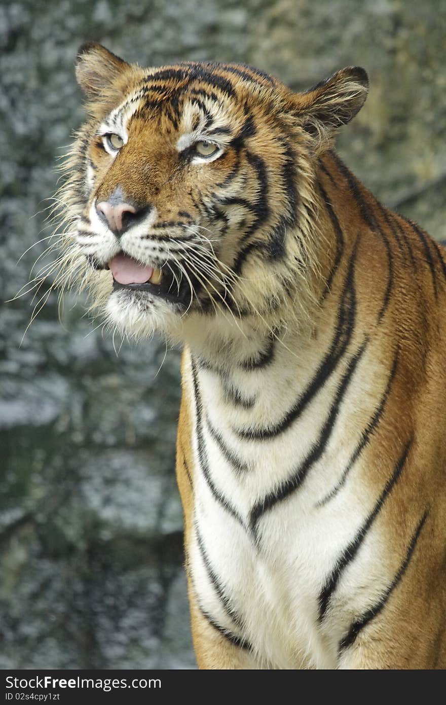 Bengal tiger