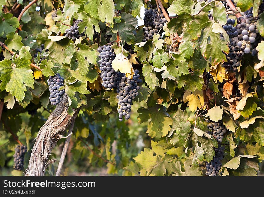 Grapes in a  vineyard with leaves at sunset light. Grapes in a  vineyard with leaves at sunset light