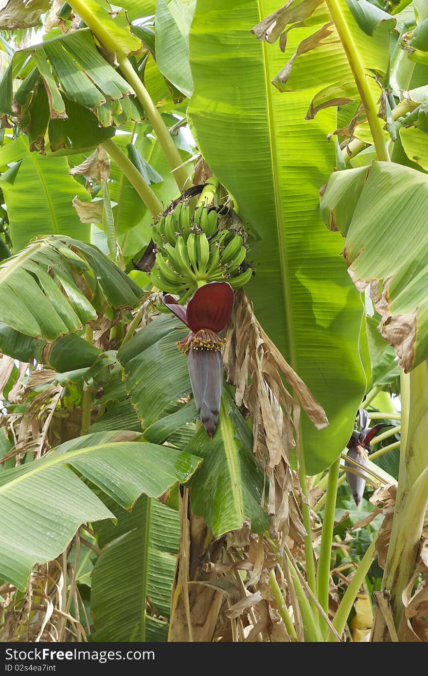 Closeup of flower of banana