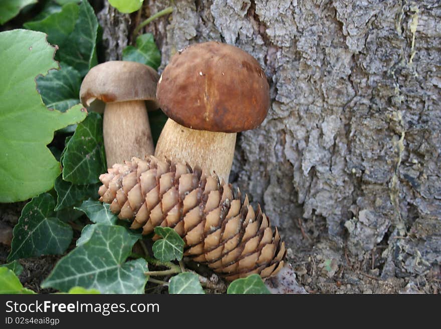 A close up of the pair of mushroms. A close up of the pair of mushroms