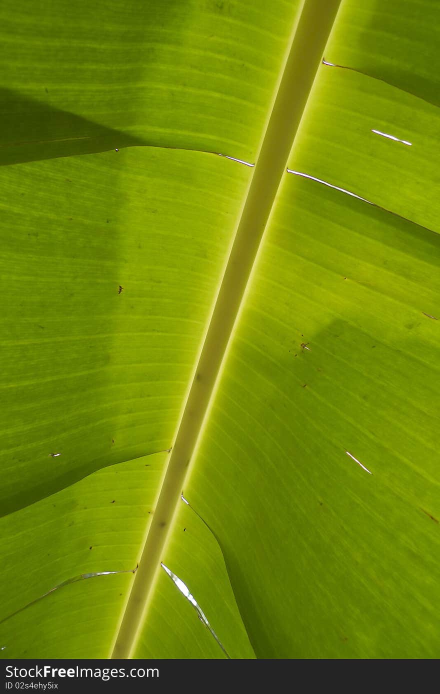 Green leaf of banana