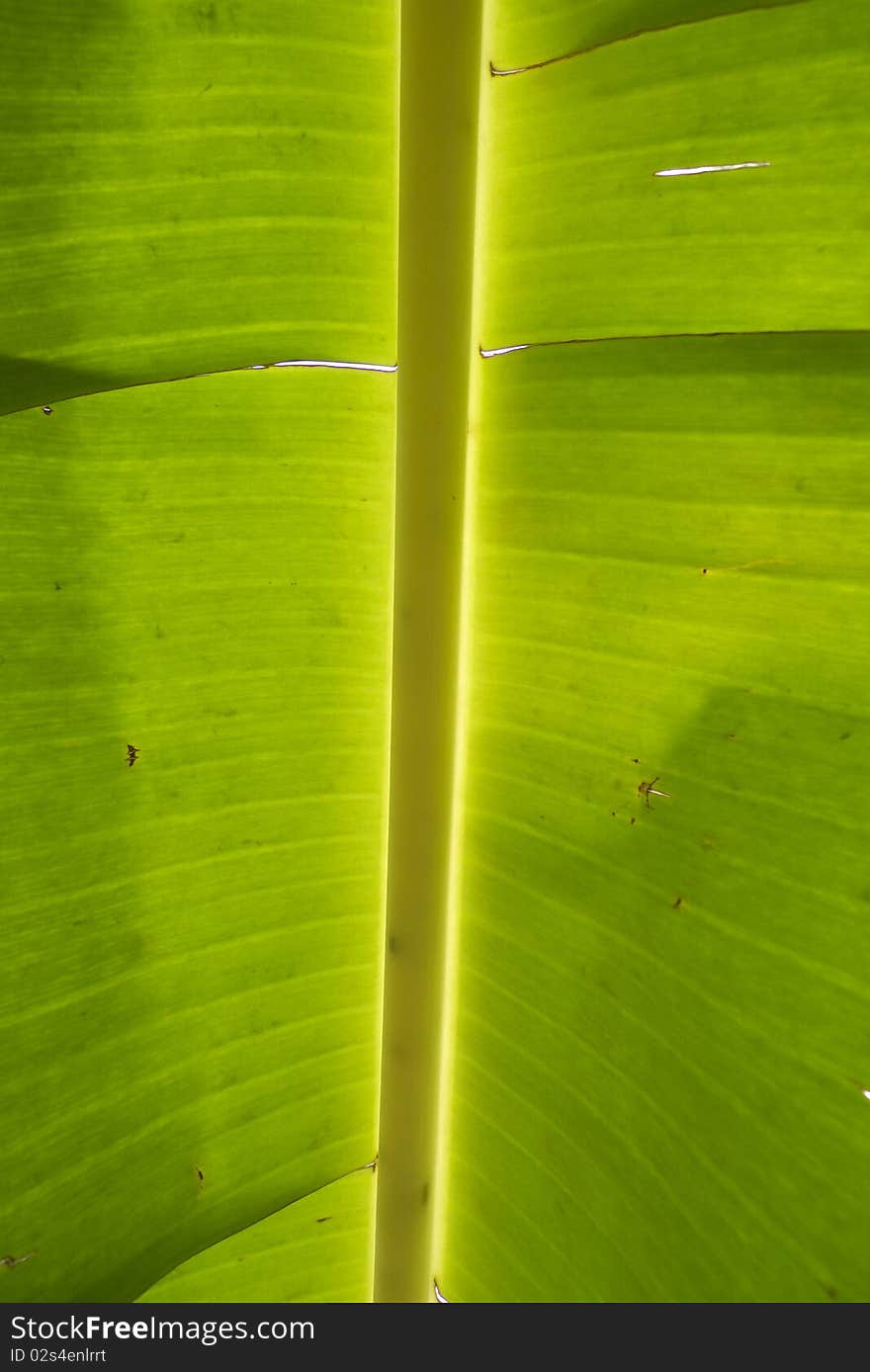 Green leaf of banana - detail