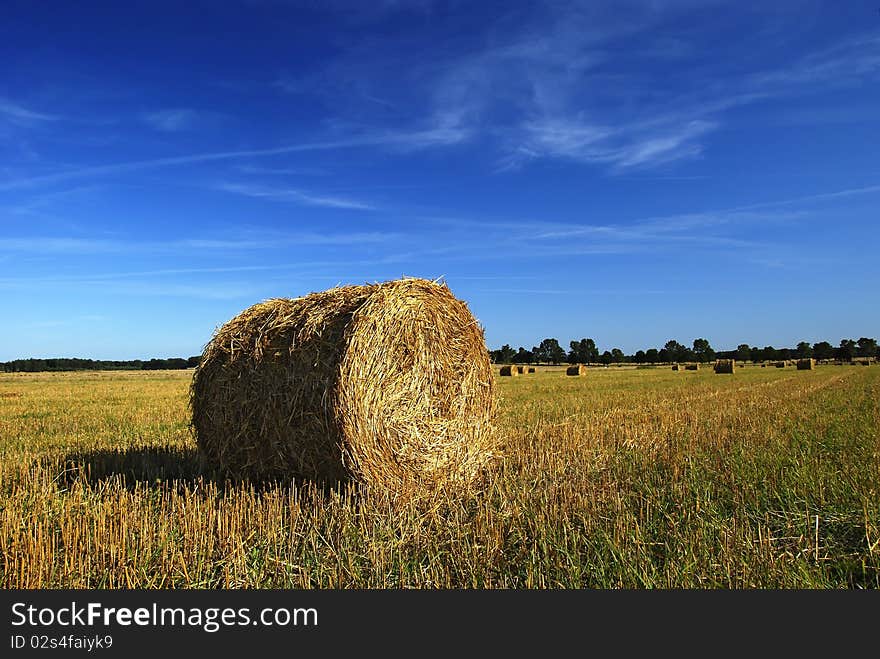 On the harvest