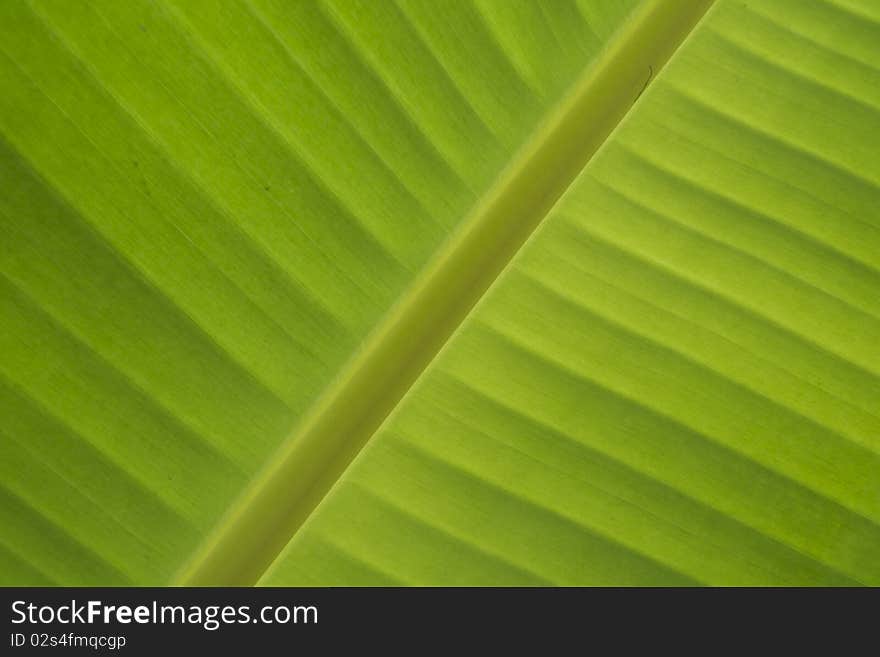 Green leaf of banana - detail