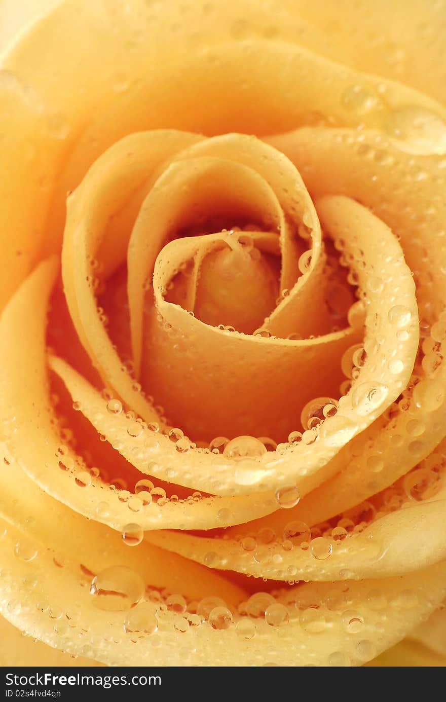 Full-blown inside of the orange rose with drops of water. Full-blown inside of the orange rose with drops of water