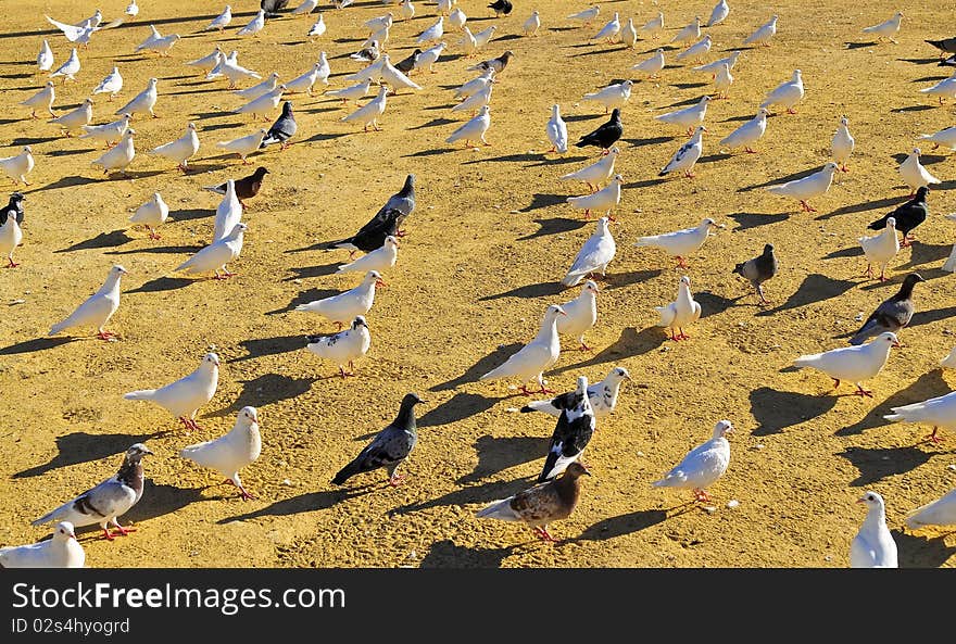 Pigeons pattern on dusty background. Pigeons pattern on dusty background