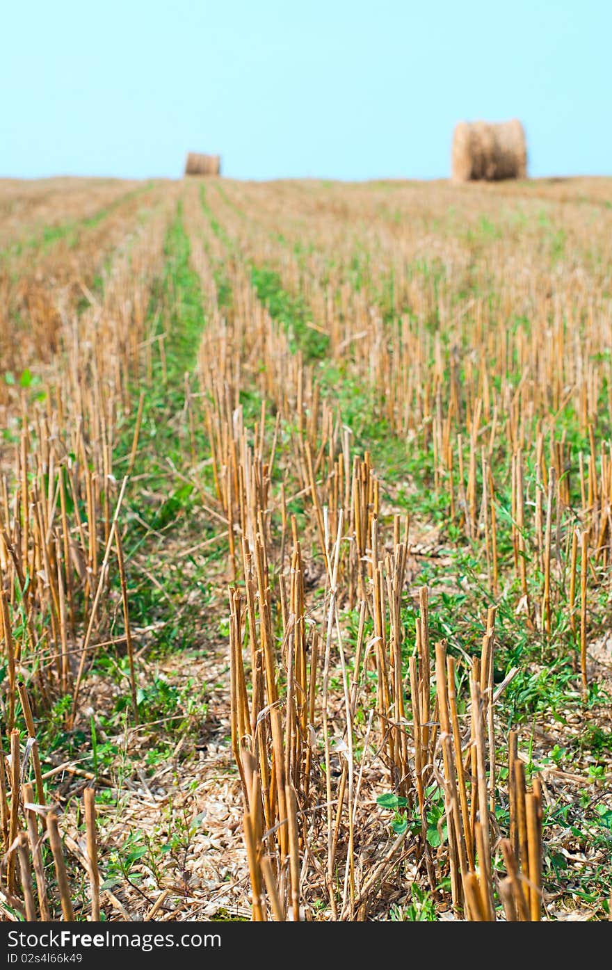 The land after croped hay. The land after croped hay.