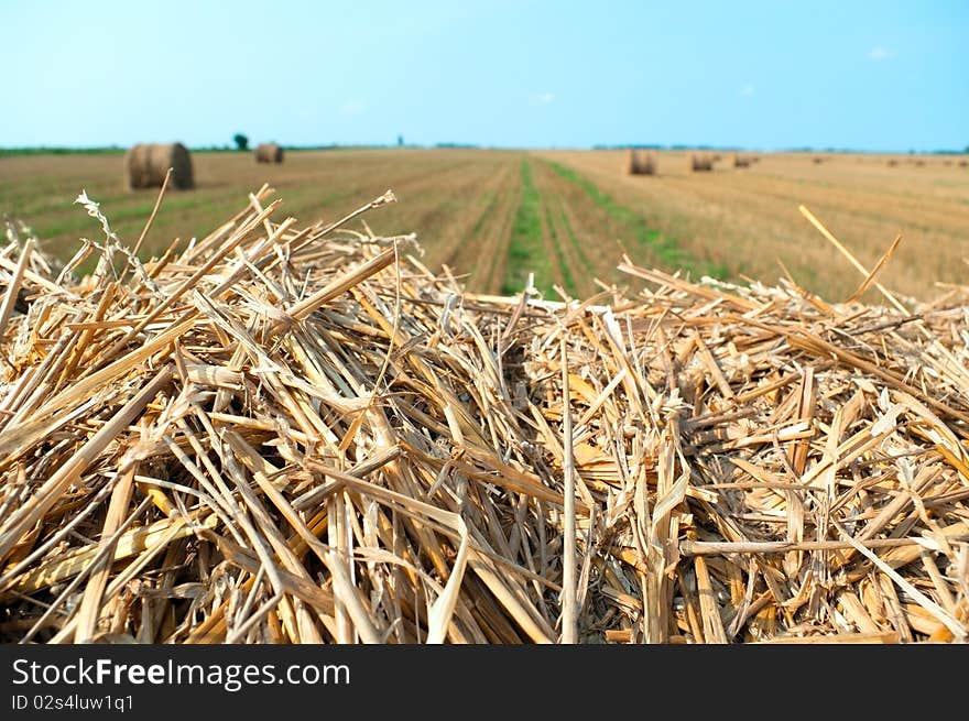 Hay on the land.