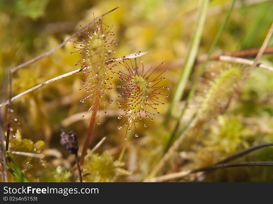 Common Sundew