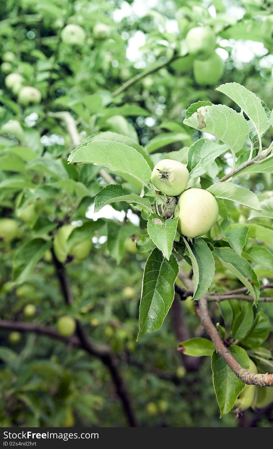 Apples on tree in orchard