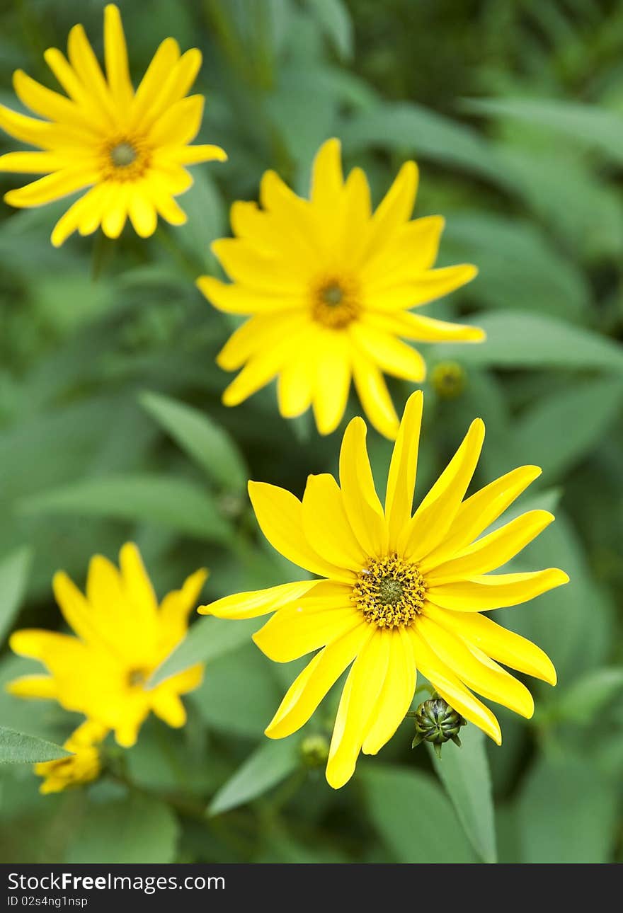 Black Eyed Susan wild flowers. Black Eyed Susan wild flowers