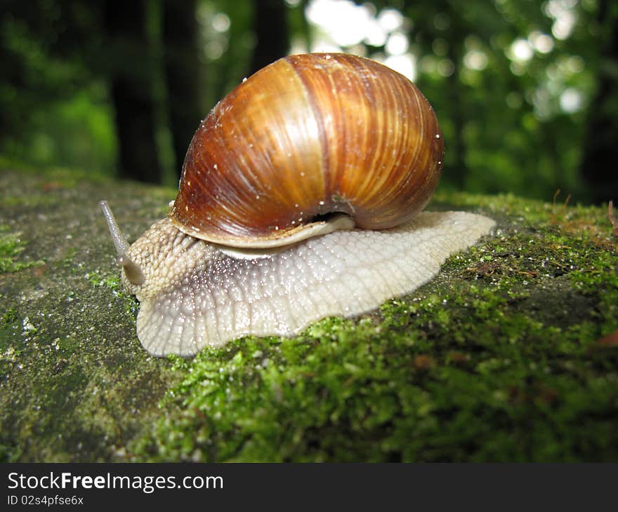 Snail crawling on the wet stone