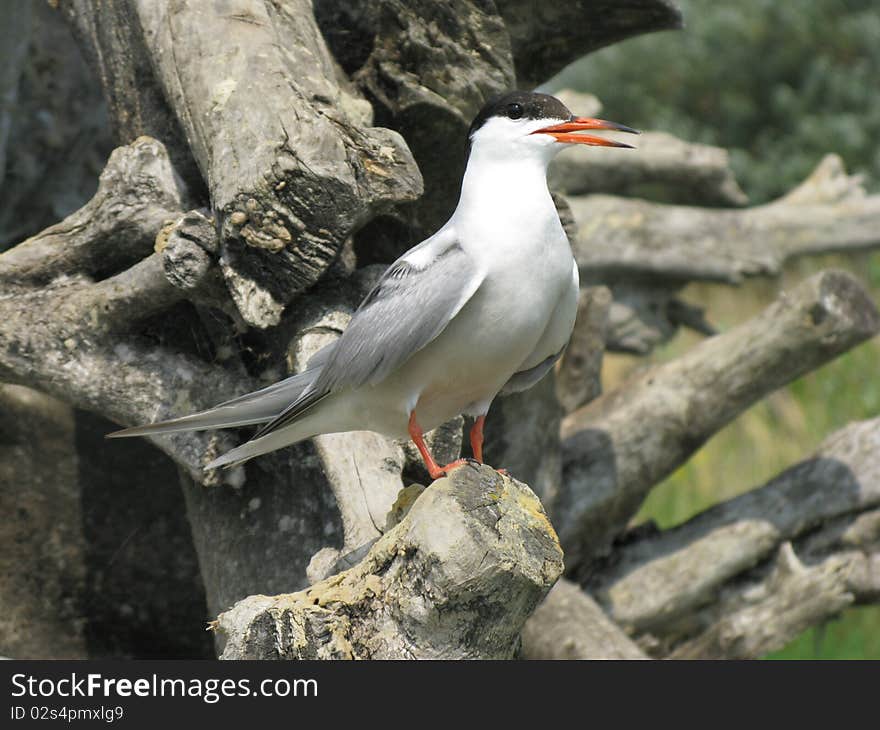 Seagull sitting on a log over the water