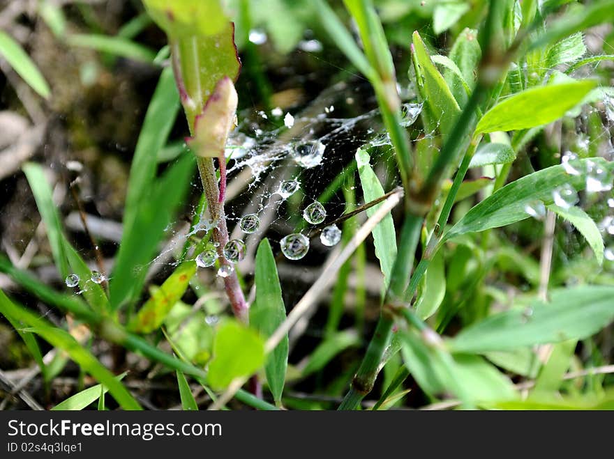 Small drops of dew on a web between blades. Small drops of dew on a web between blades.