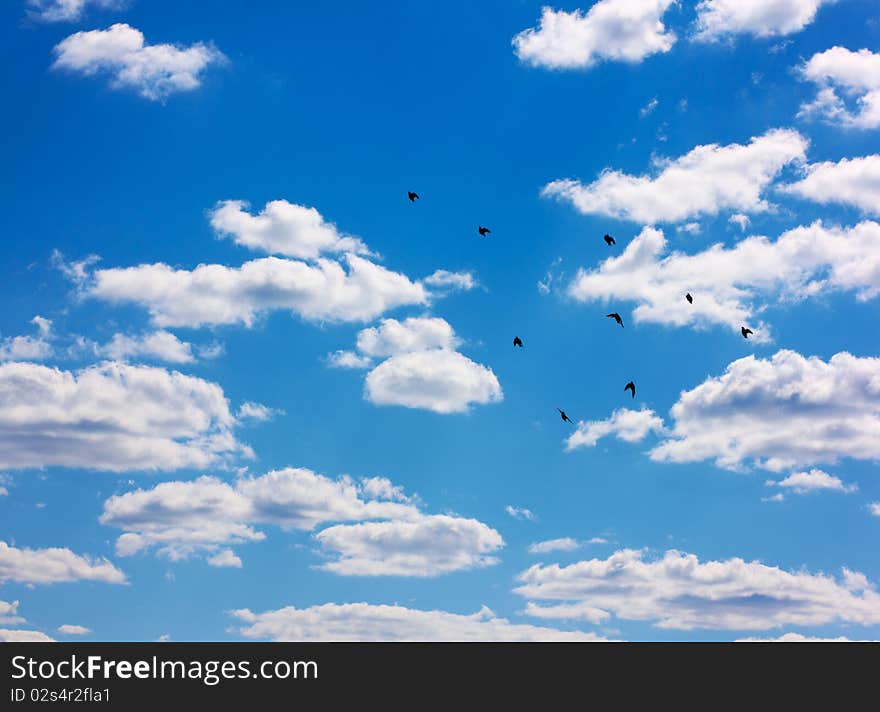 Flying flocks of swifts in sky.