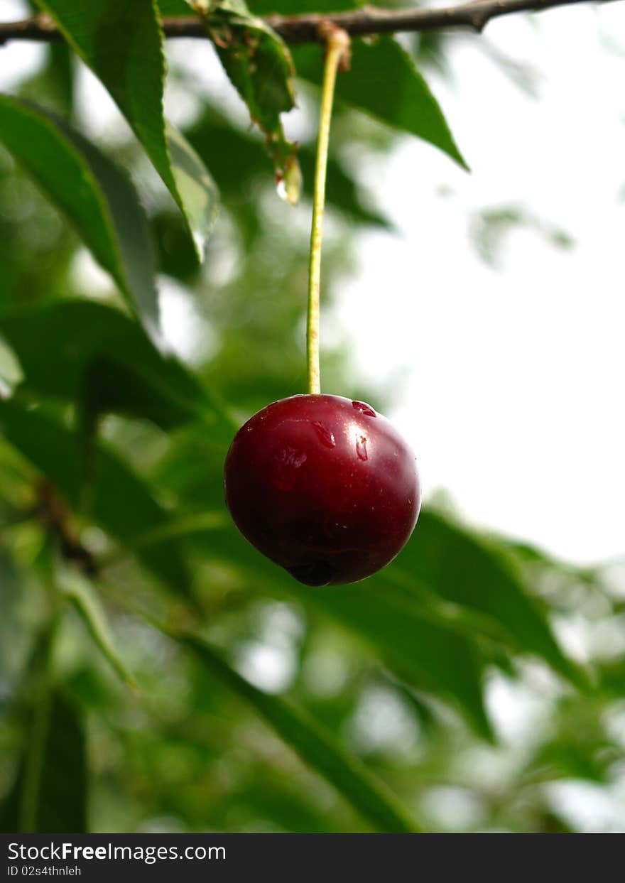 Ripe cherry on a tree branch