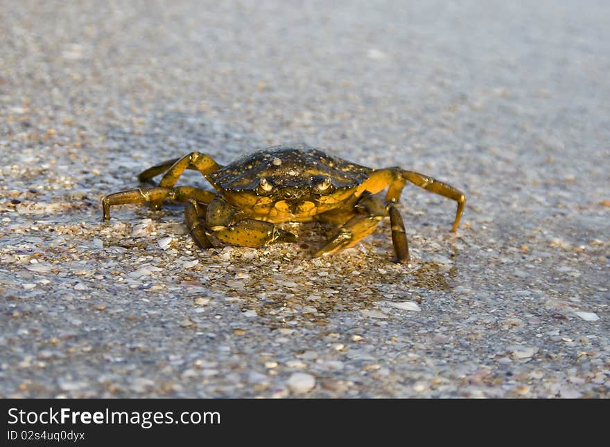 Crab on seaside in summer