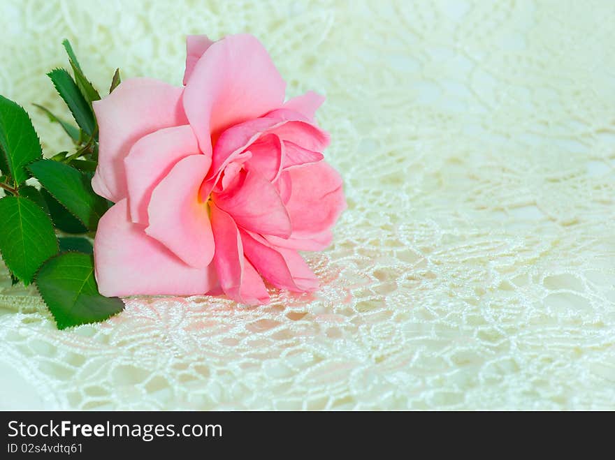 One pink rose on white lace. One pink rose on white lace