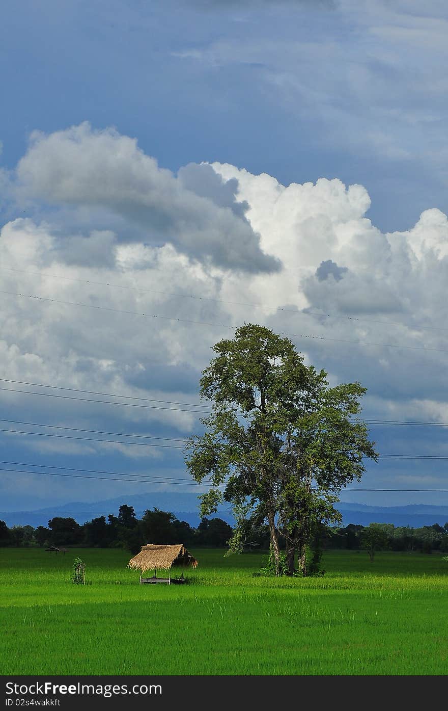 Rice field in Bansangdao , Phitsanulok Thailand