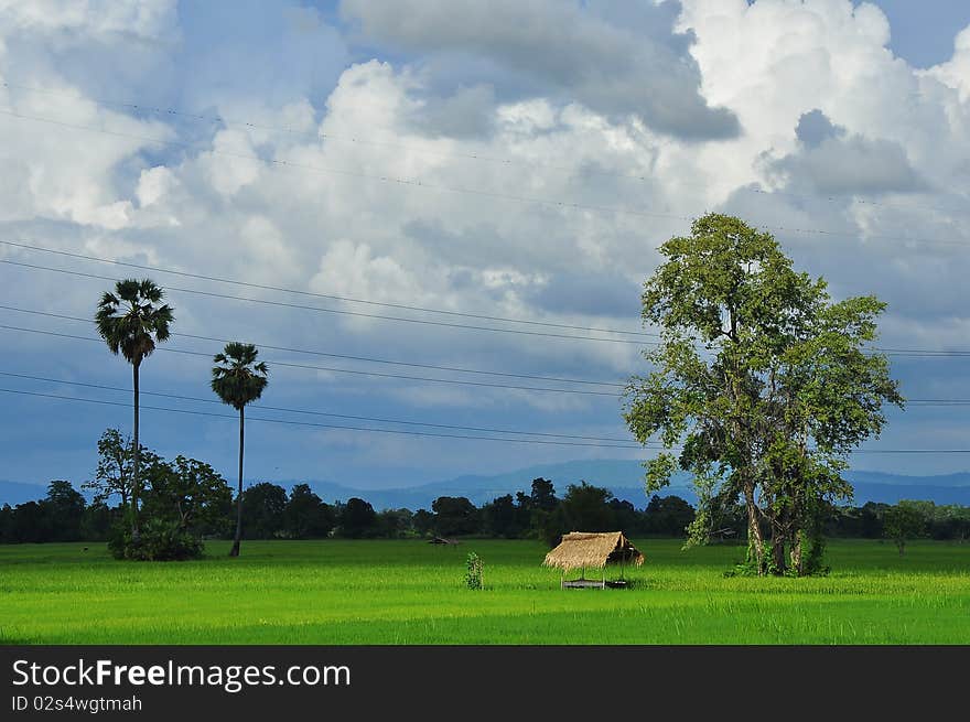 Rice field in Bansangdao , Phitsanulok Thailand