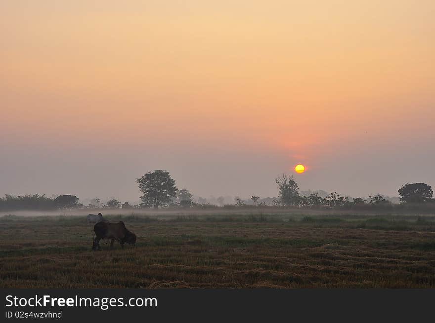 Foggy rice field in winter season , Thailand