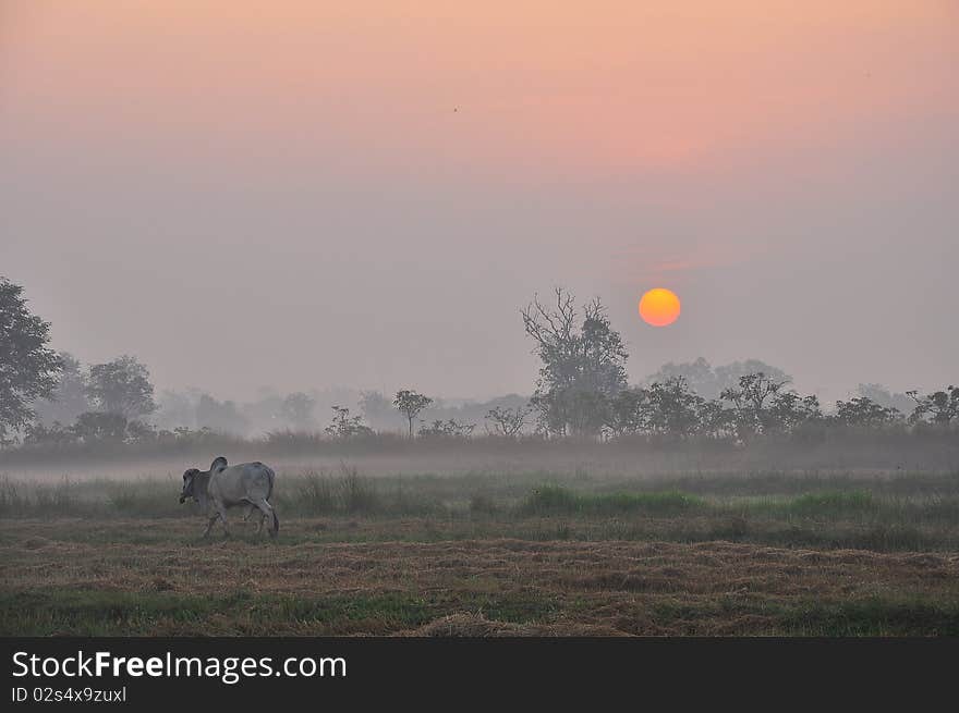 Foggy rice field in winter season , Thailand