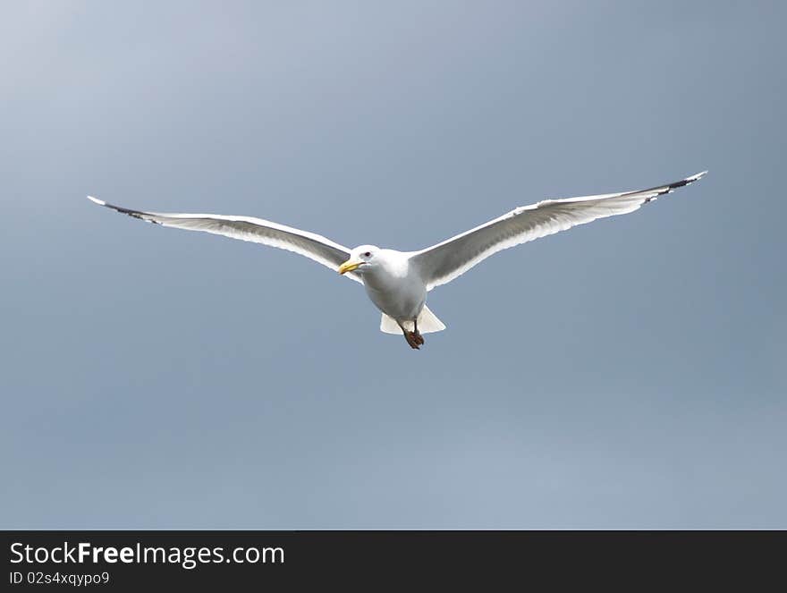 Seagull on cloudy sky background